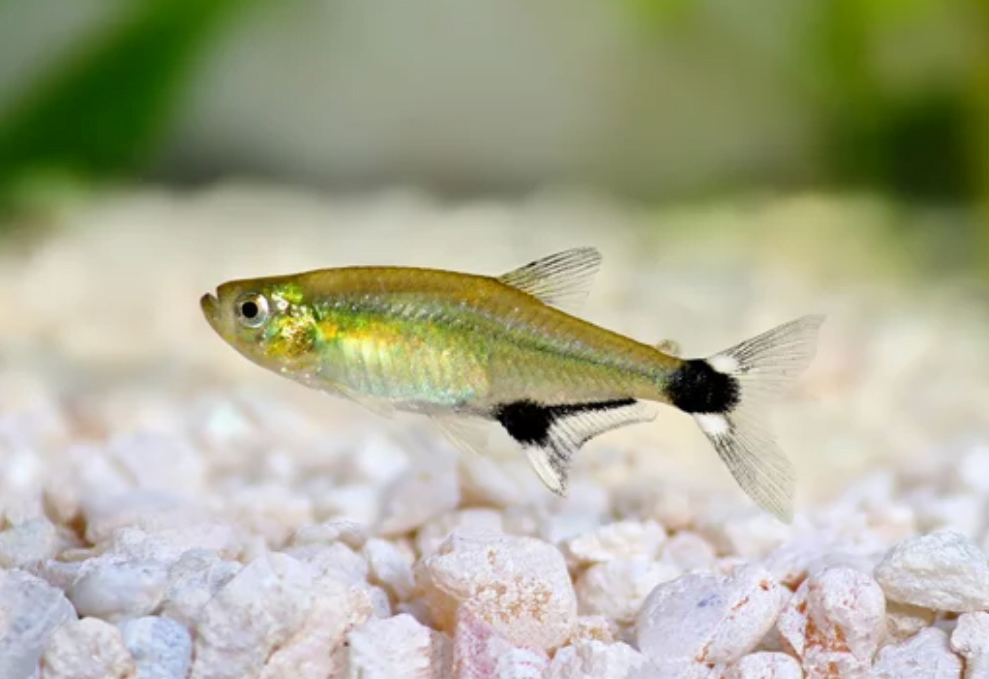 Panda Tetra, Dawn Tetra